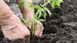 Trazabilidad y Seguridad Alimentaria en el Sector Hortofrutícola