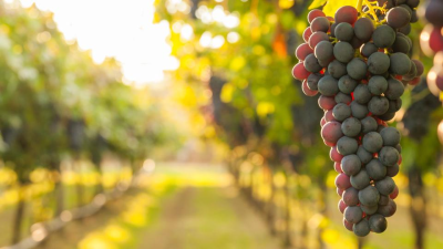 Curso de Viticultura