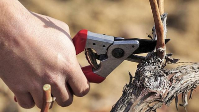 Curso Online cómo podar la viña